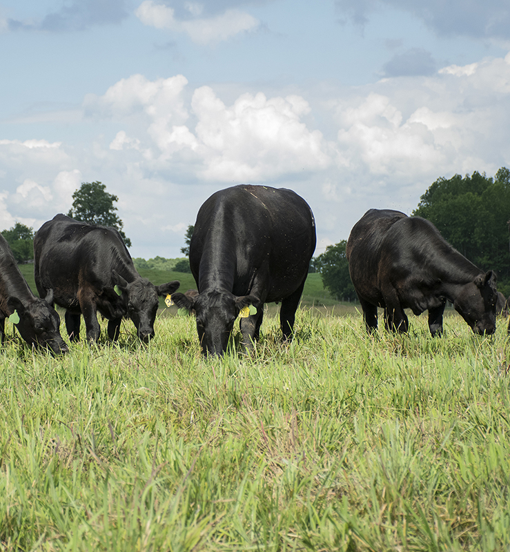 Black cattle graze on lush green grass.